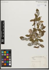 Foto von Salix L.